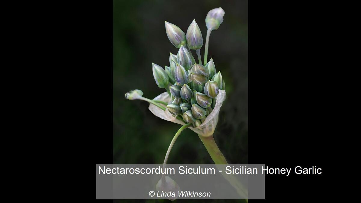 Nectaroscordum Siculum - Sicilian Honey Garlic